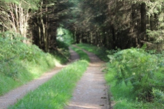 Pathway on De La Poer loop trail